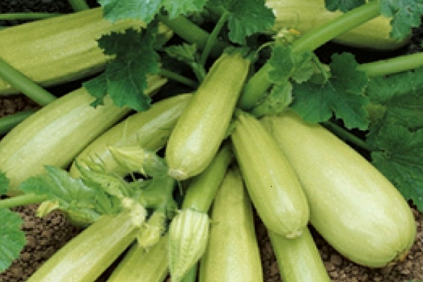 variété de courgettes kavili