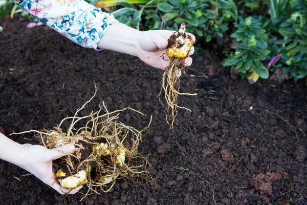 wann man im frühjahr oder herbst Lilien pflanzt