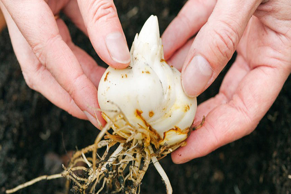 wie oft lilien pflanzen