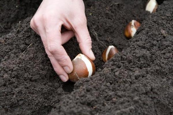 When to plant tulips