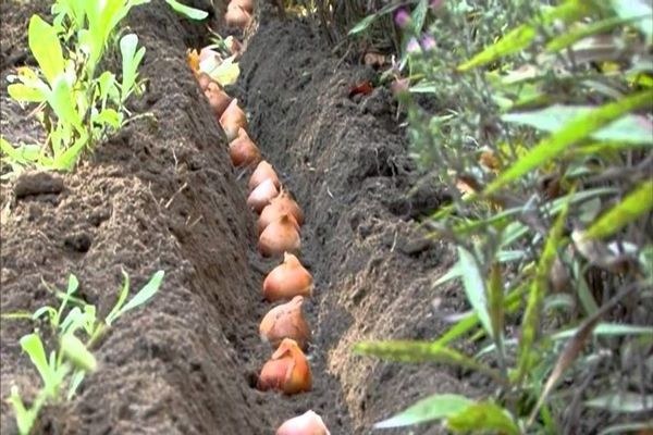 Wann Tulpen pflanzen: die Regeln und Vorteile der Herbstpflanzung