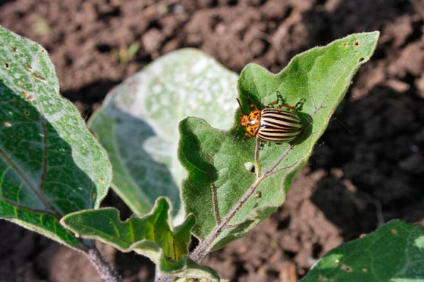 Colorado beetle ng patatas sa talong: ang hitsura ng mga beetle