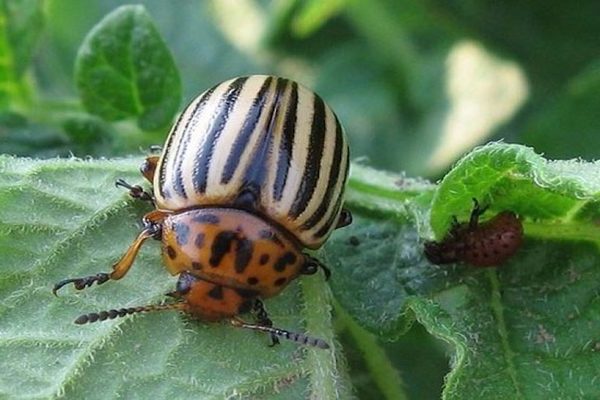 Colorado beetle ng patatas sa talong: ang hitsura ng mga beetle