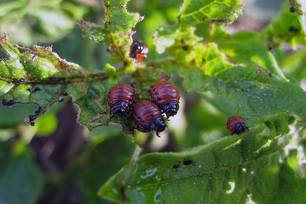 Paano maproseso ang talong mula sa beetle ng patatas ng Colorado