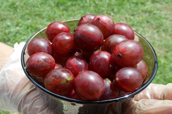 Gooseberry Vladil (Commander): mga pakinabang at kawalan