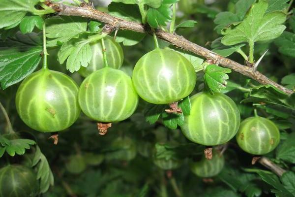 Gooseberry Malachite: buong katangian