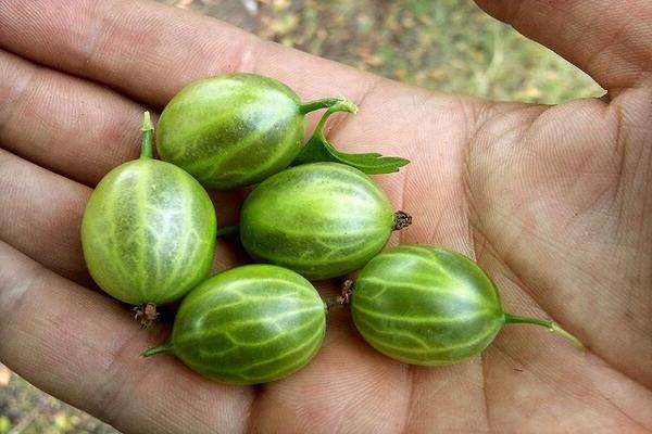 Gooseberry Malachite: paglalarawan ng paglilinang