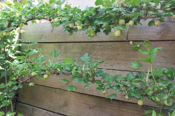 Gooseberry variety malachite: kung paano maayos na pangalagaan