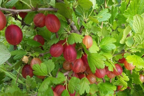 Gooseberry Masheka: pagkakaiba-iba ng paglalarawan