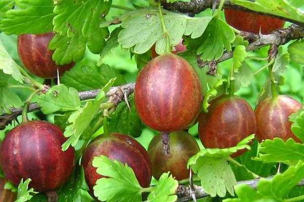 Gooseberry Masheka: a description of the pros and cons