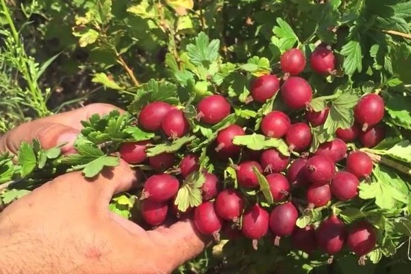 Gooseberry variety Masheka: about planting and care