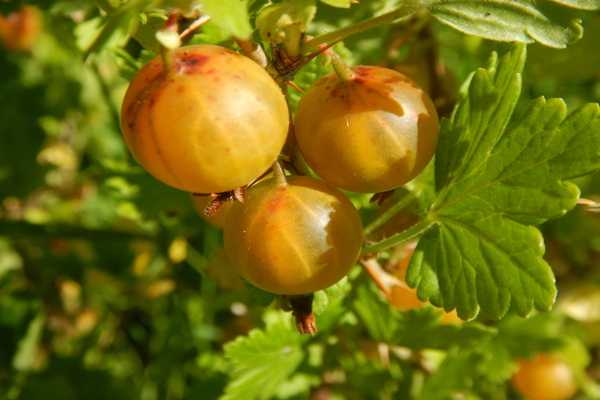 Honey gooseberry: buong katangian