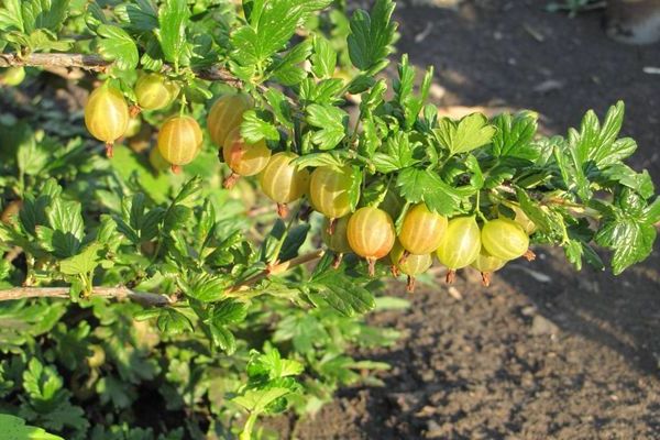 Honey gooseberry: paglalarawan ng lumalaking kondisyon