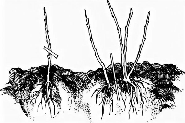 How to propagate the gooseberry variety Sadko correctly, selection