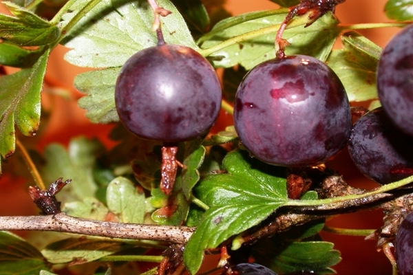 Stachelbeere Northern Captain: Vorteile, Anwendungen, Vorteile