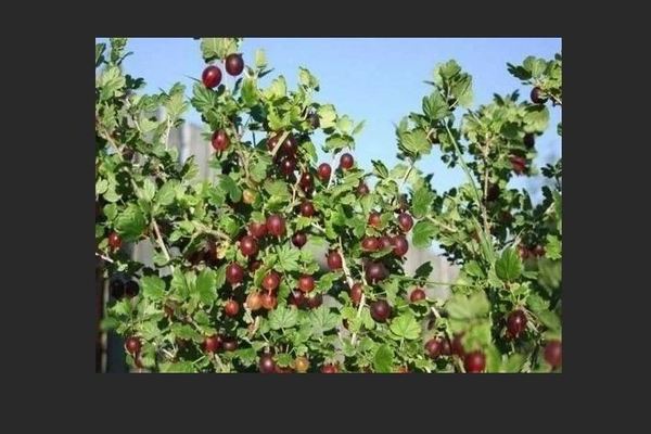 Gooseberry Northern Captain: benefits, applications, advantages