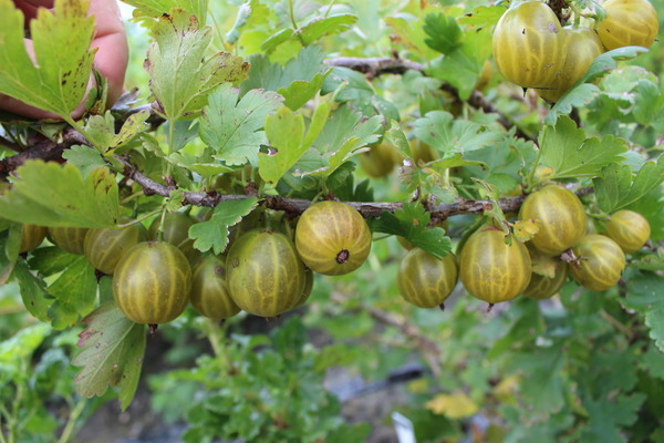 Gooseberries do not bear fruit