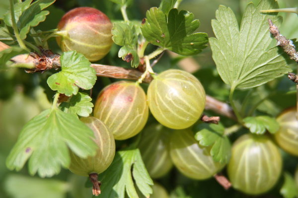 why gooseberries do not bear fruit