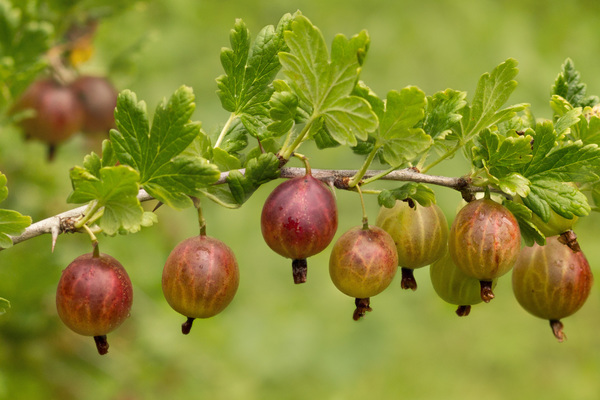 gooseberry does not bear fruit what to do