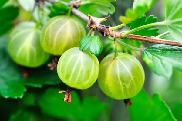 ang gooseberry ay hindi namumunga