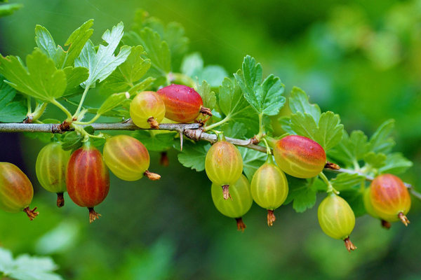 bakit hindi namumunga ang mga gooseberry