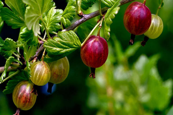 ang gooseberry ay hindi namumunga kung ano ang dapat gawin