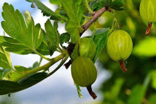 ang gooseberry ay hindi namumunga