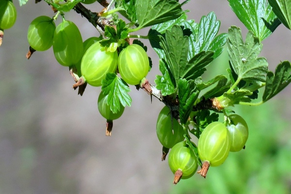 why gooseberries do not bear fruit