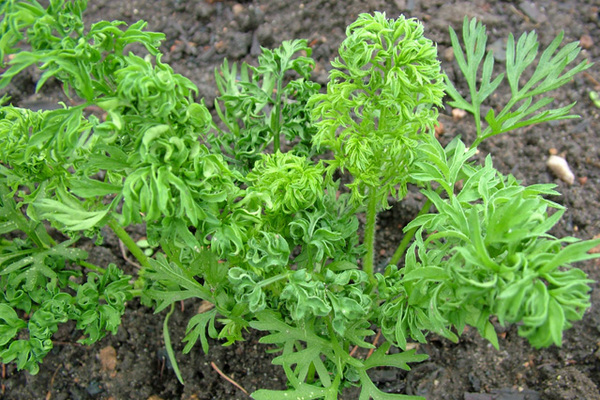 Curly carrots what to do