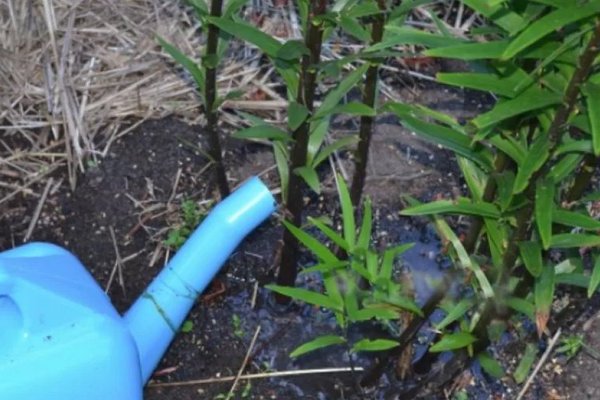 Lilies have faded, what to do next: feeding after the end of flowering