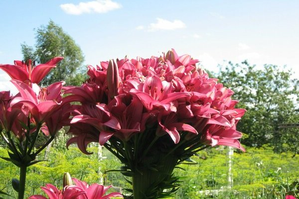 Lily Marlene: kurz über asiatische Lilien