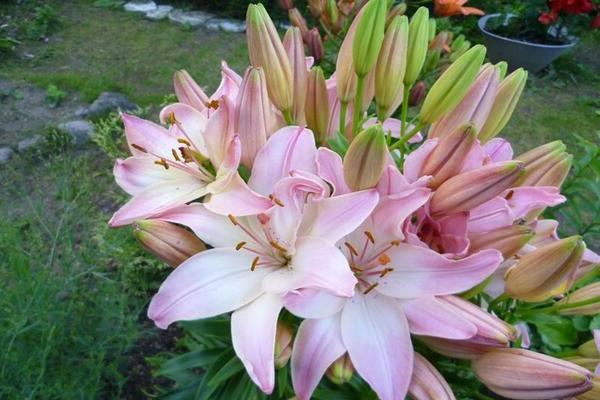 Lily Marlene: characteristics of the hybrid