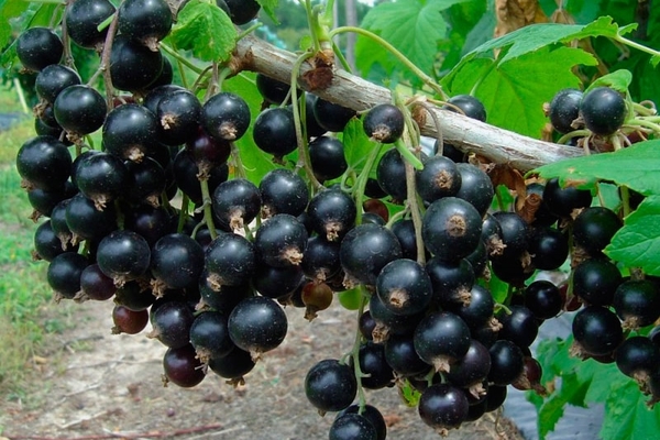 black currant bush