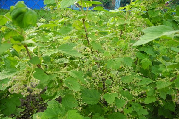 terry black currant treatment