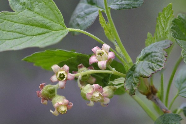 terry black currant what to do