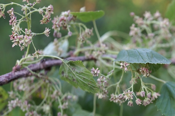 terry black currant photos