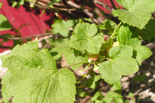 terry black currant description