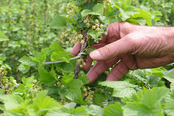 terry black currant