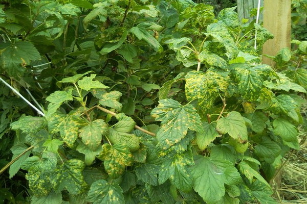 terry black currant treatment