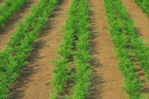 Carrot variety Queen of autumn: sowing rules