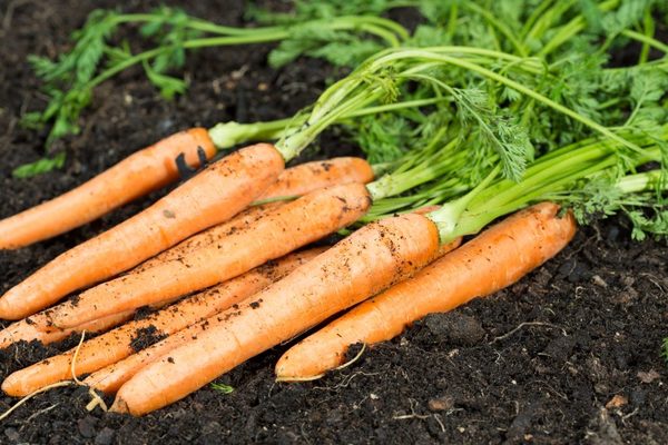 carrot samson description