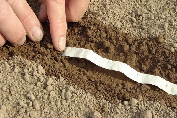 how to plant carrots on a ribbon correctly