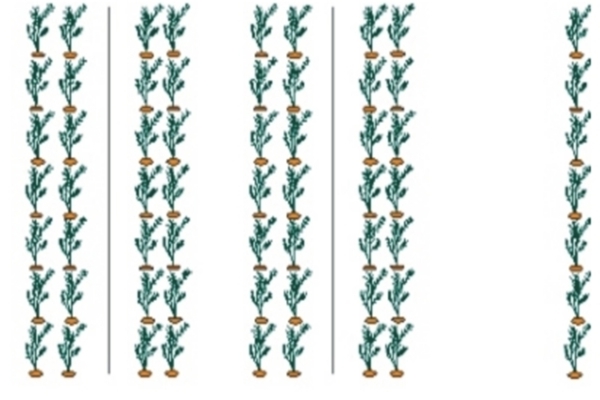 Carrots: growing and care. Landing scheme