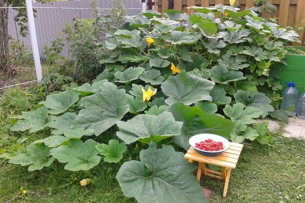 Est-il possible de planter des citrouilles et des courgettes côte à côte: compatibilité des cultures lors de la plantation