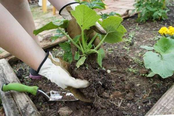 Est-il possible de planter des courgettes à côté de citrouilles, de concombres: informations générales