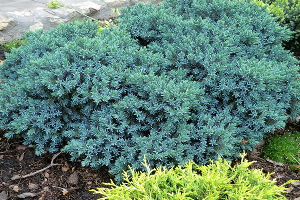 Juniper Blue Star: description, full characteristics