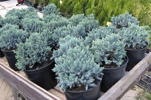 Juniper Blue Star: photos, planting rules, care