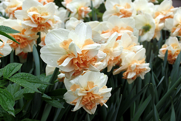 Narcissus Delnasho: characteristics, description