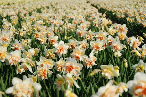 Narcissus Delnasho Foto, wachsende Regeln