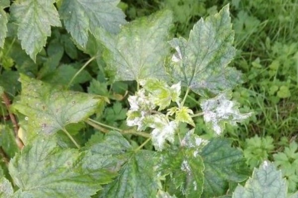 Spider mite on currants: what threat does it carry